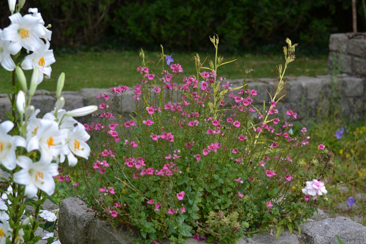 Le Manoir De Bonningues Les Ardres Bed and Breakfast Esterno foto